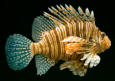 Fisch2