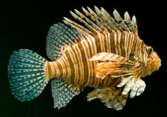 Fisch3