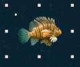Fisch1