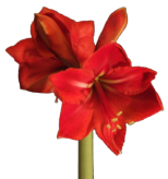 Blume