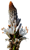 Blume