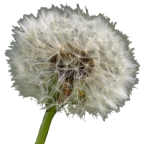 Blume