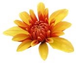 Blume