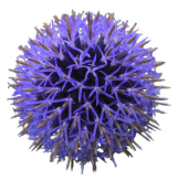 Blume