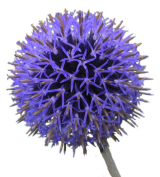 Blume