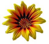 Blume