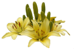 Blume