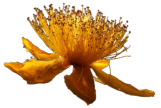 Blume
