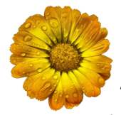 Blume