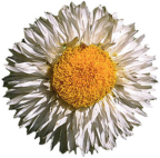 Blume