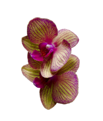 Blume