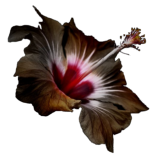 Blume