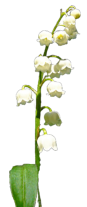 Blume