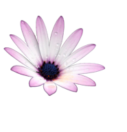 Blume