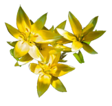 Blume