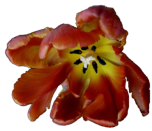 Blume