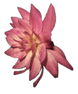 Blume