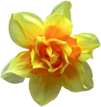 Blume