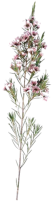 Blume