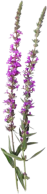 Blume