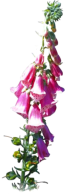 Blume