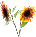 Blume