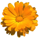 Blume