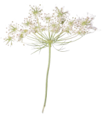 Blume
