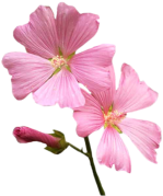 Blume