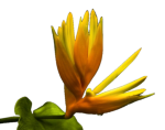Blume