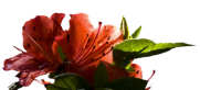 Blume