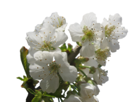 Blume