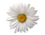Blume