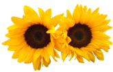 Blume
