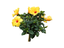 Blume