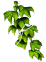 Efeu