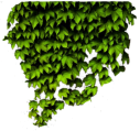 Efeu