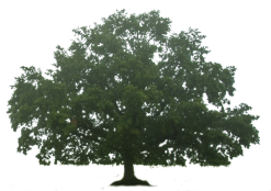 Baum