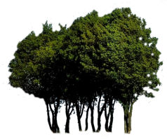 Baum