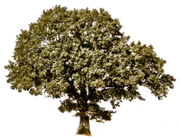 Baum