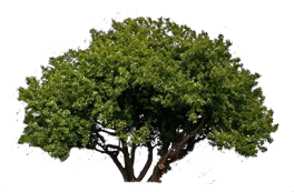 Baum