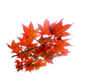 Baum