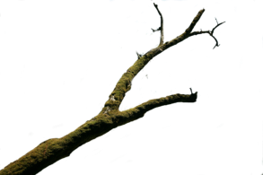 Baum
