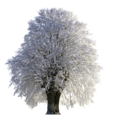 Baum