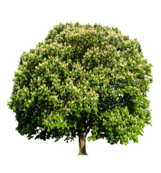 Baum