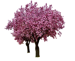 Baum