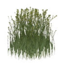 Gras