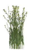 Gras