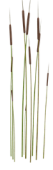 Gras