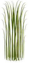 Gras